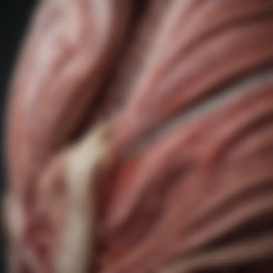 Illustration of intestinal anatomy highlighting blockage points