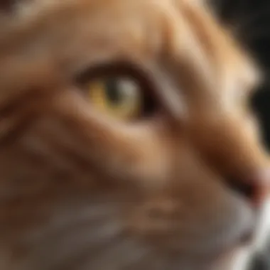 Signs of Urinary Discomfort in Cats Cat exhibiting signs of urinary discomfort