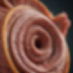Close-up of a pet's digestive system infographic