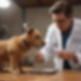 A veterinarian examining a dog's digestive health