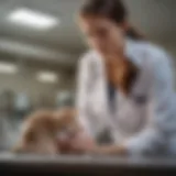 A professional veterinarian examining a pet in a clinic