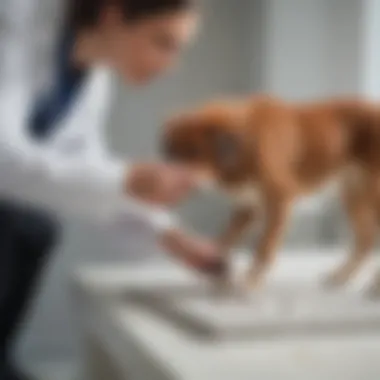 Veterinary professional examining a dog's stool sample